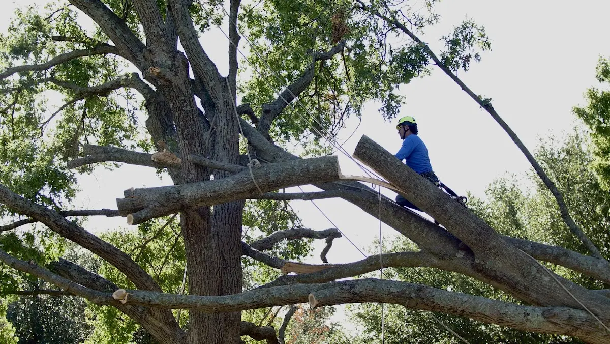 Professional Crown Thinning performed by certified arborists in Saint Helen